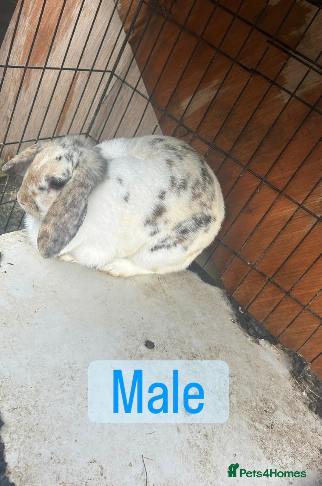 Mini Lop rabbits for sale: Female/ male mini lop - Advert 7