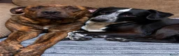 Mixed Breed dogs for sale: Gorgeous Blue & Brindle Mixed Breed Puppies 🫐💗 - Advert 14