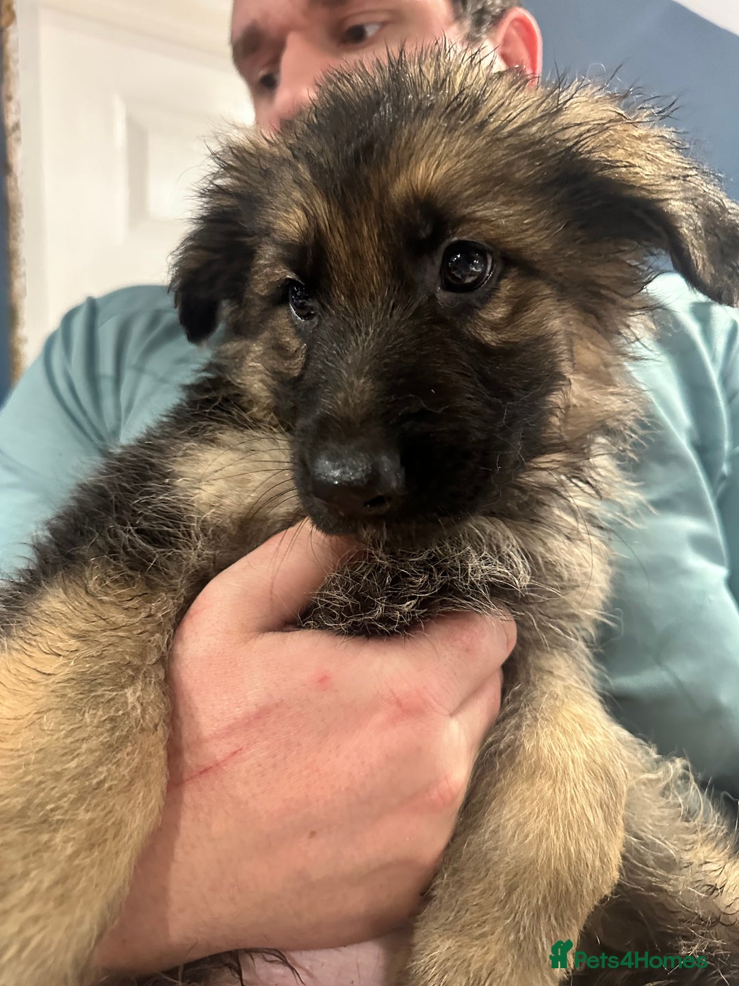 German Shepherd dogs for sale: German Shepherd puppies *Open to sensible offers* - Advert 4