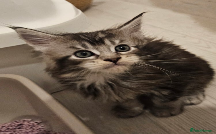 Maine Coon cats - Advert 3