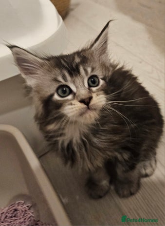 Maine Coon cats - Advert 3