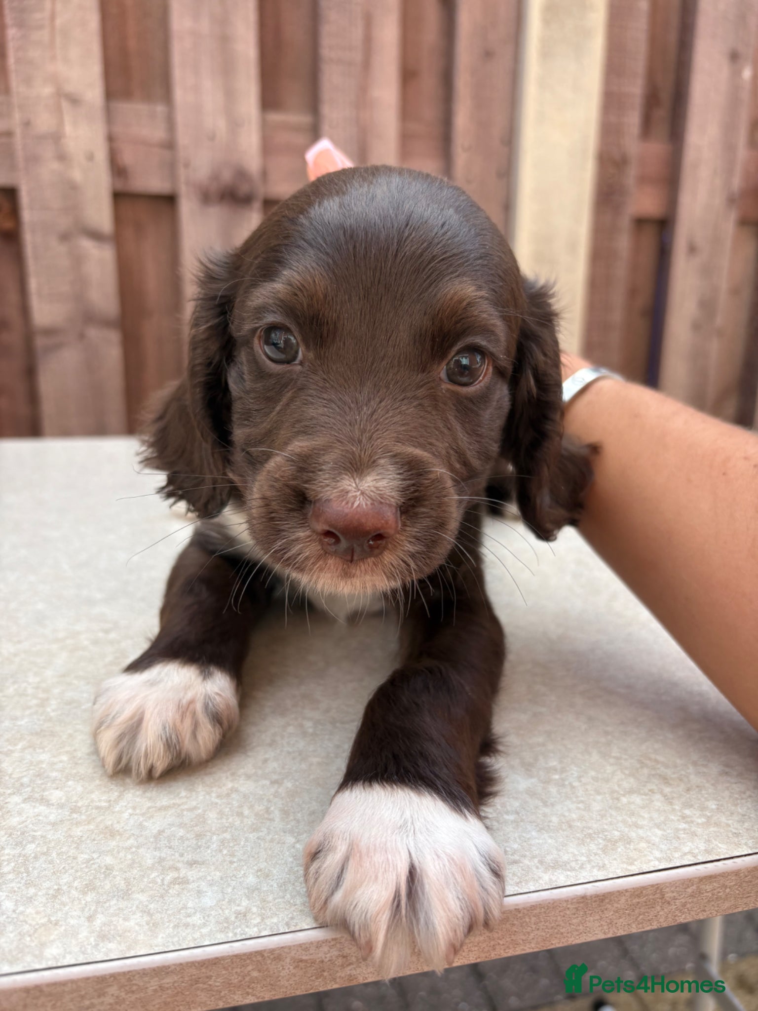 Cocker Spaniel dogs Cocker spaniel puppy  - Advert 1