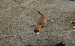 Mixed Breed dogs for sale: Lurcher puppies for sale - Image 17