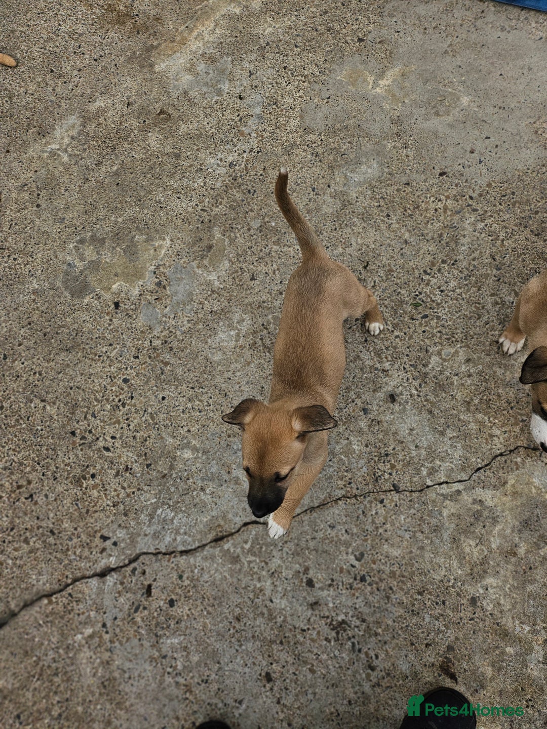 Mixed Breed dogs for sale: Lurcher puppies for sale - Image 17
