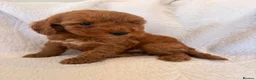 Cockapoo dogs for sale: LICENSED BREEDER QUALITY COCKAPOO PUPPIES  - Advert 7
