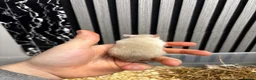 Rat rodents for sale: Male and female rats for sale(dumbo Siamese solid) - Advert 4