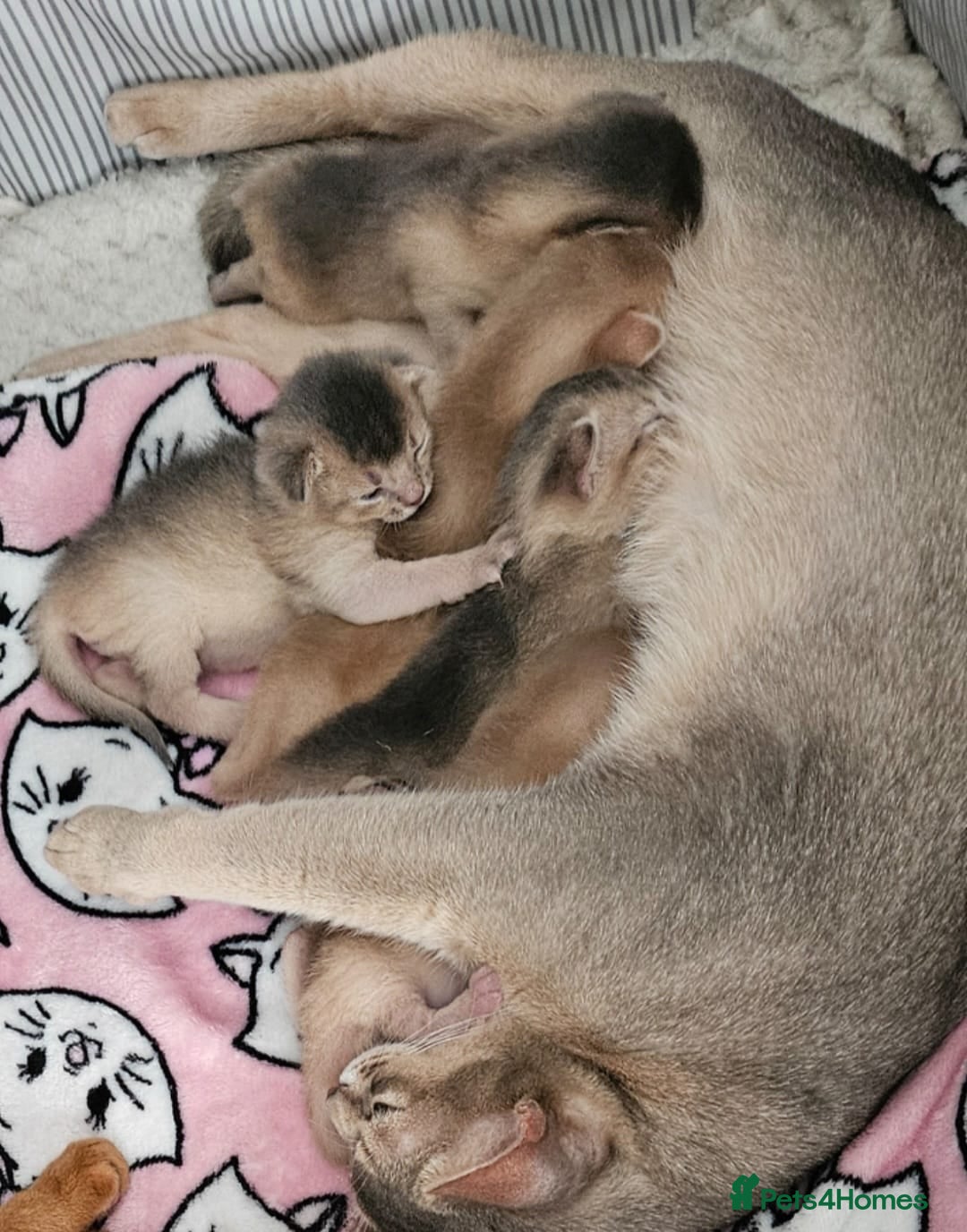 Abyssinian cats for sale: Abyssinian  - Advert 3