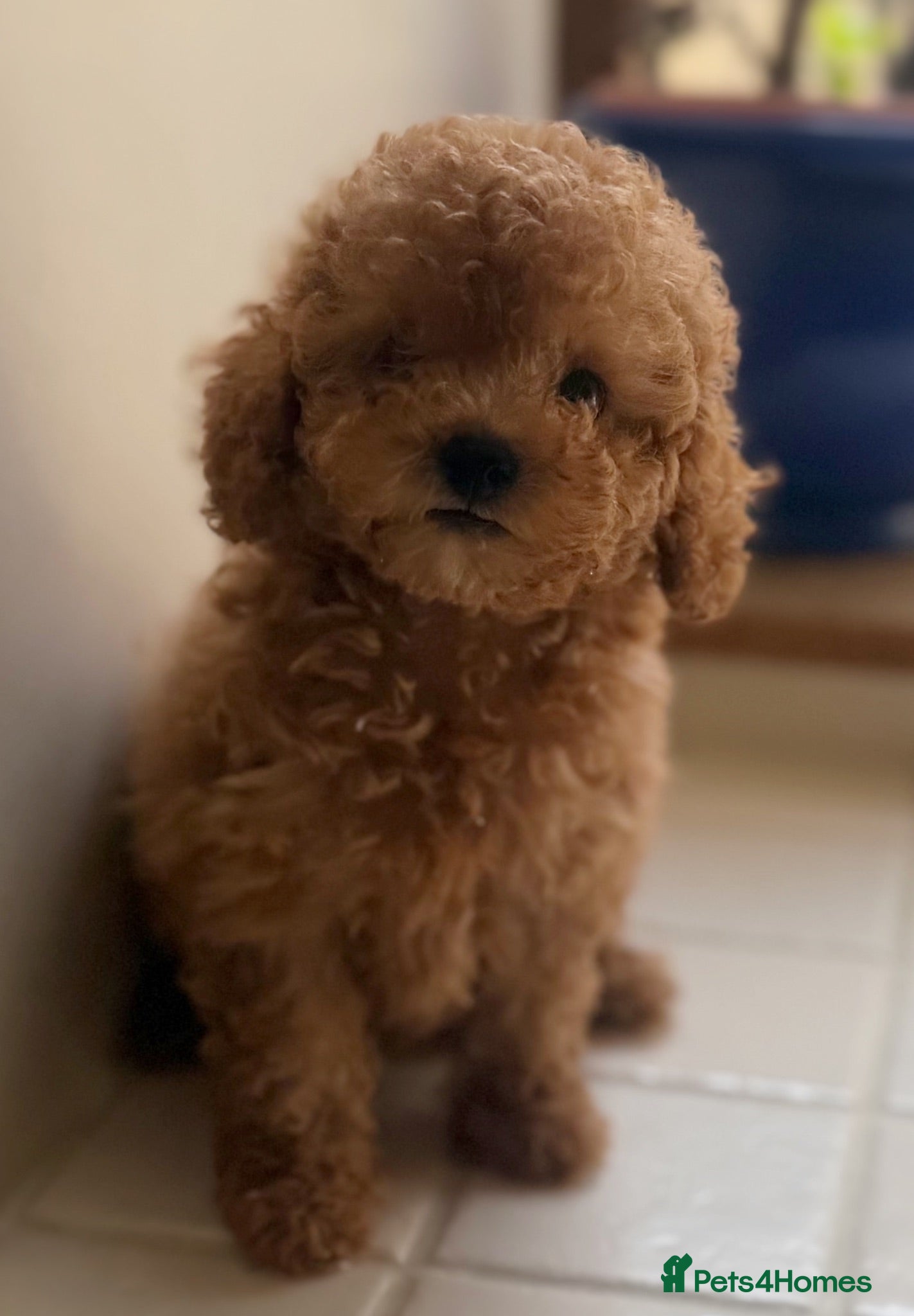 Toy Poodle dogs Stunning health tested toy poodle puppies  - Advert 1