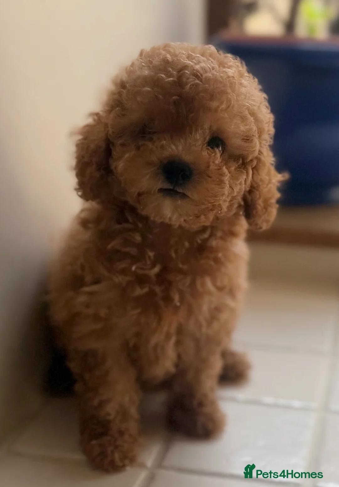Toy Poodle dogs for sale: Stunning health tested toy poodle puppies  - Advert 1