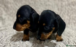 Dachshund dogs for sale: Miniature Dachshund sausage dog puppies - Image 7