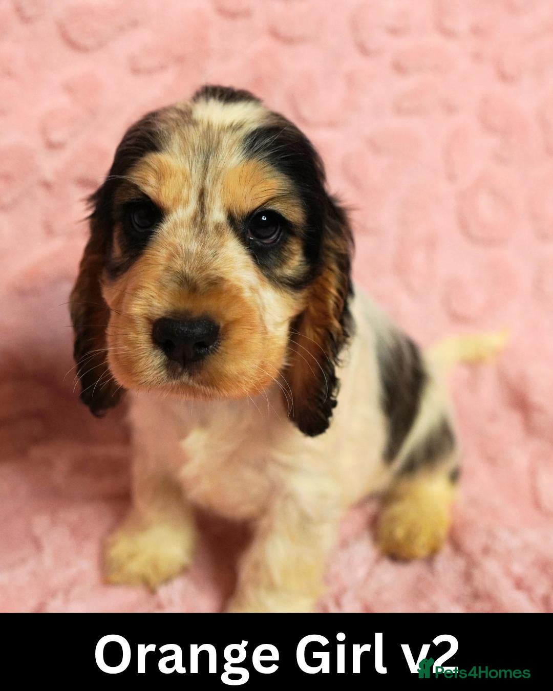 Cocker Spaniel dogs Quality, Show Type, Cocker Spaniel Puppies - Advert 2