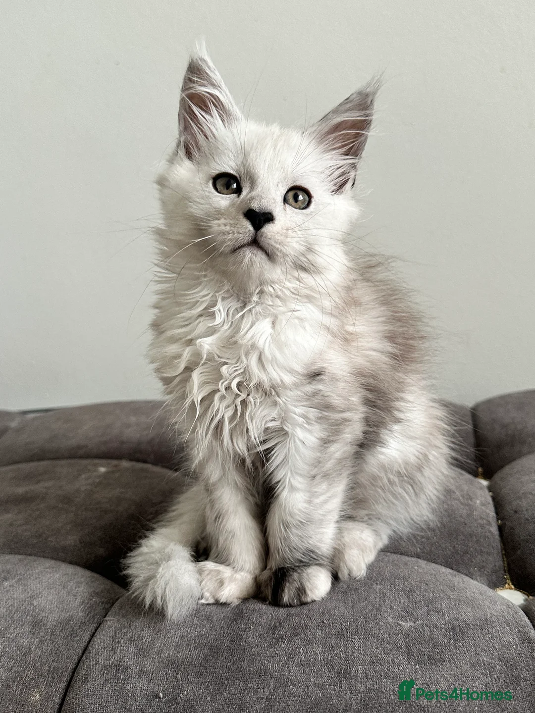 Maine Coon cats for sale: Tica registered Maine Coon kittens - Advert 6