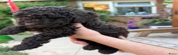 Miniature Poodle dogs for sale: Brown chocolate miniatures poodle - Advert 14