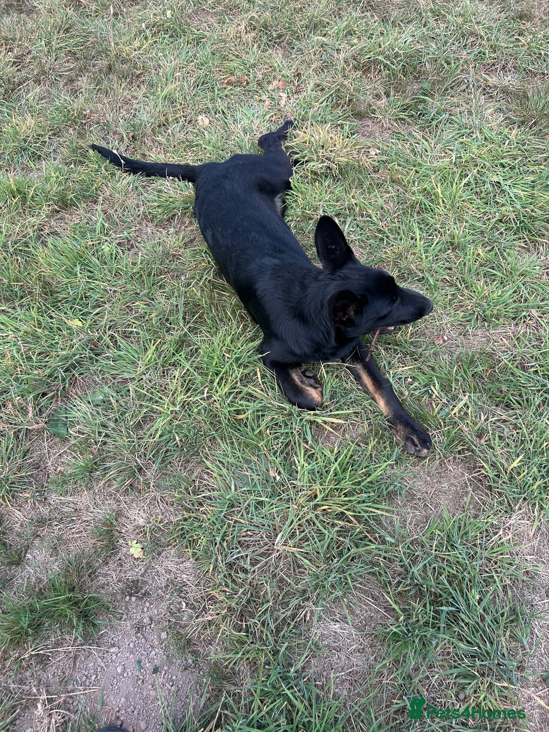 German Shepherd dogs for sale: German Shepard Puppies - Image 3
