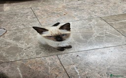 British Shorthair cats for sale: Mother and 2 kitten  for sale  - Image 2
