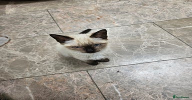 British Shorthair cats - Advert 10