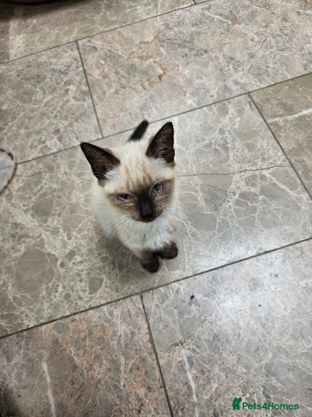 British Shorthair cats for sale: Mother and 2 kitten  for sale  - Image 2