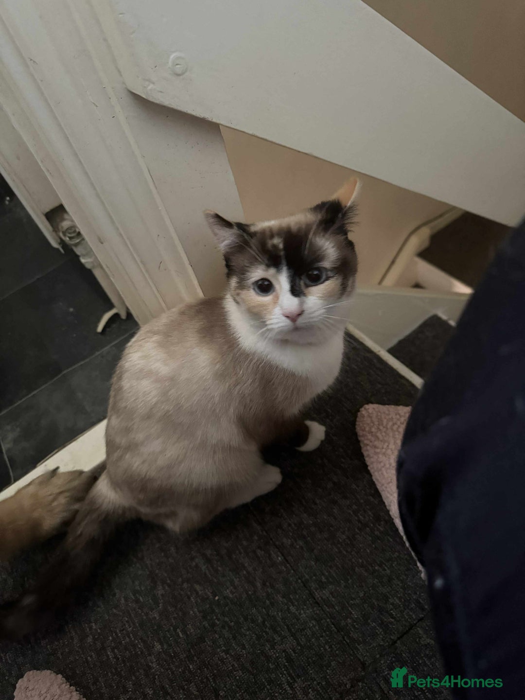 Mixed Breed cats for sale: Ragdoll cross  - Advert 3