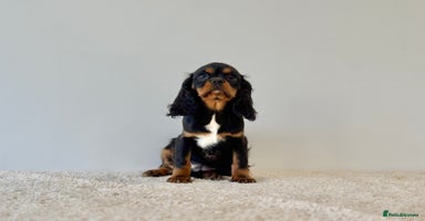 Cavalier King Charles Spaniel dogs Black & Tan Cavalier King Charles Spaniels - Advert 4