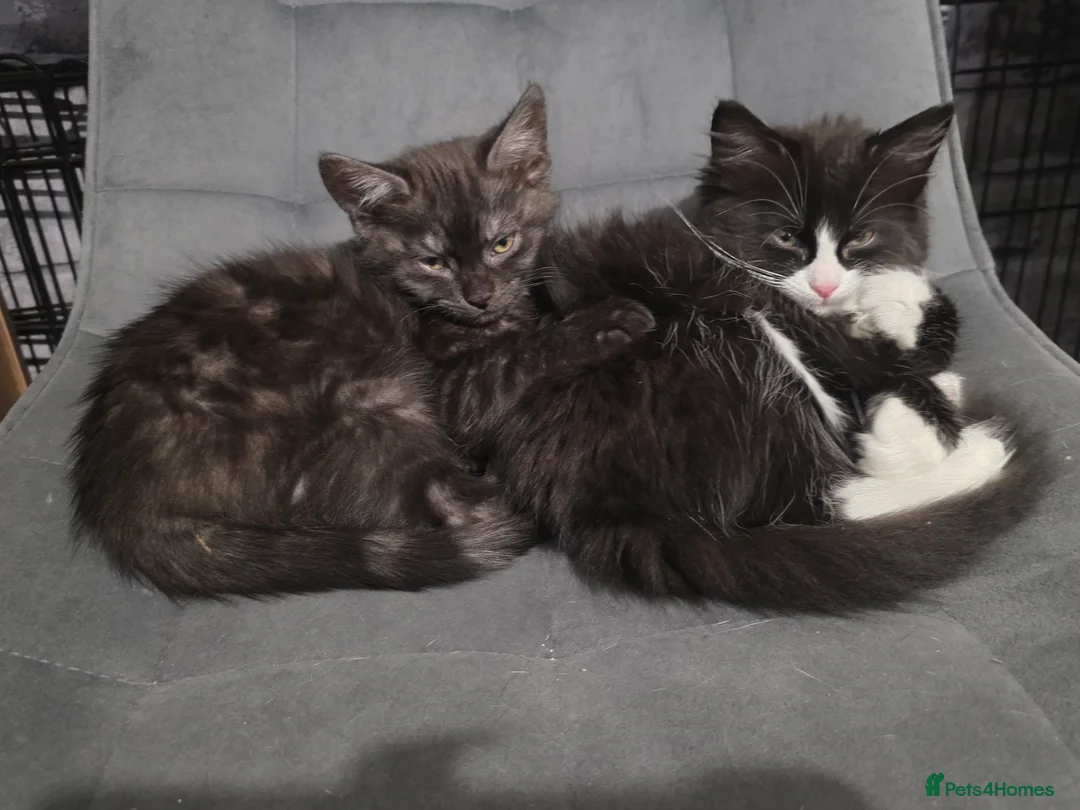 Mixed Breed cats for sale: Bonded sisters looking for forever home - Advert 7