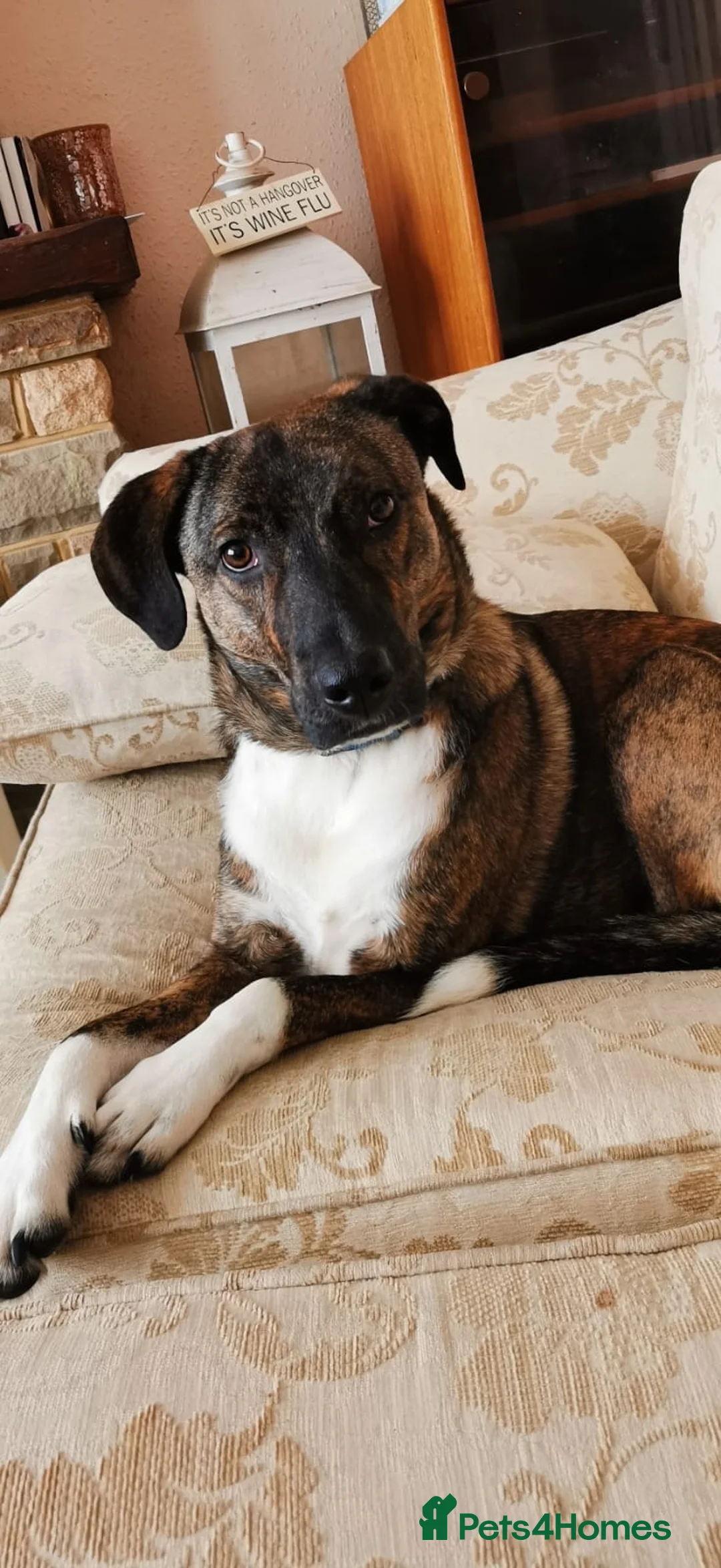 Mixed Breed dogs for sale: Gorgeous Boy looking for his forever home - Advert 8