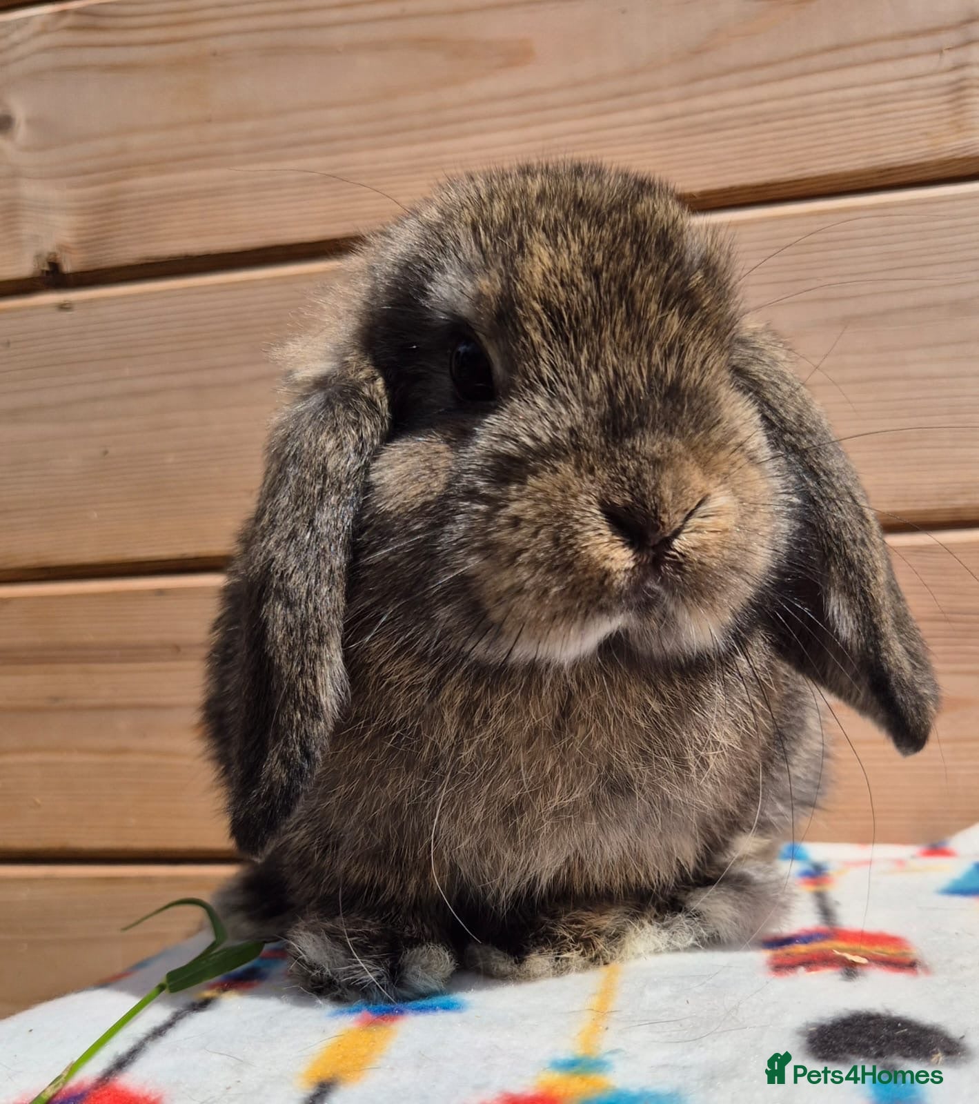 Mini Lop rabbits Mini lops and 4 lionlops  8 weeks old 31/07/26 - Advert 3