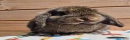 Mini Lop rabbits for sale: Mini lops  8 weeks old 31/07/26 - Advert 5