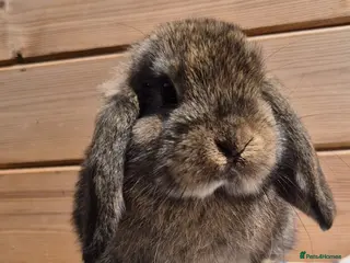 Mini Lop rabbits 2 Mini lops and 4 lionlops 8 weeks old 31/07/26 - Advert 17