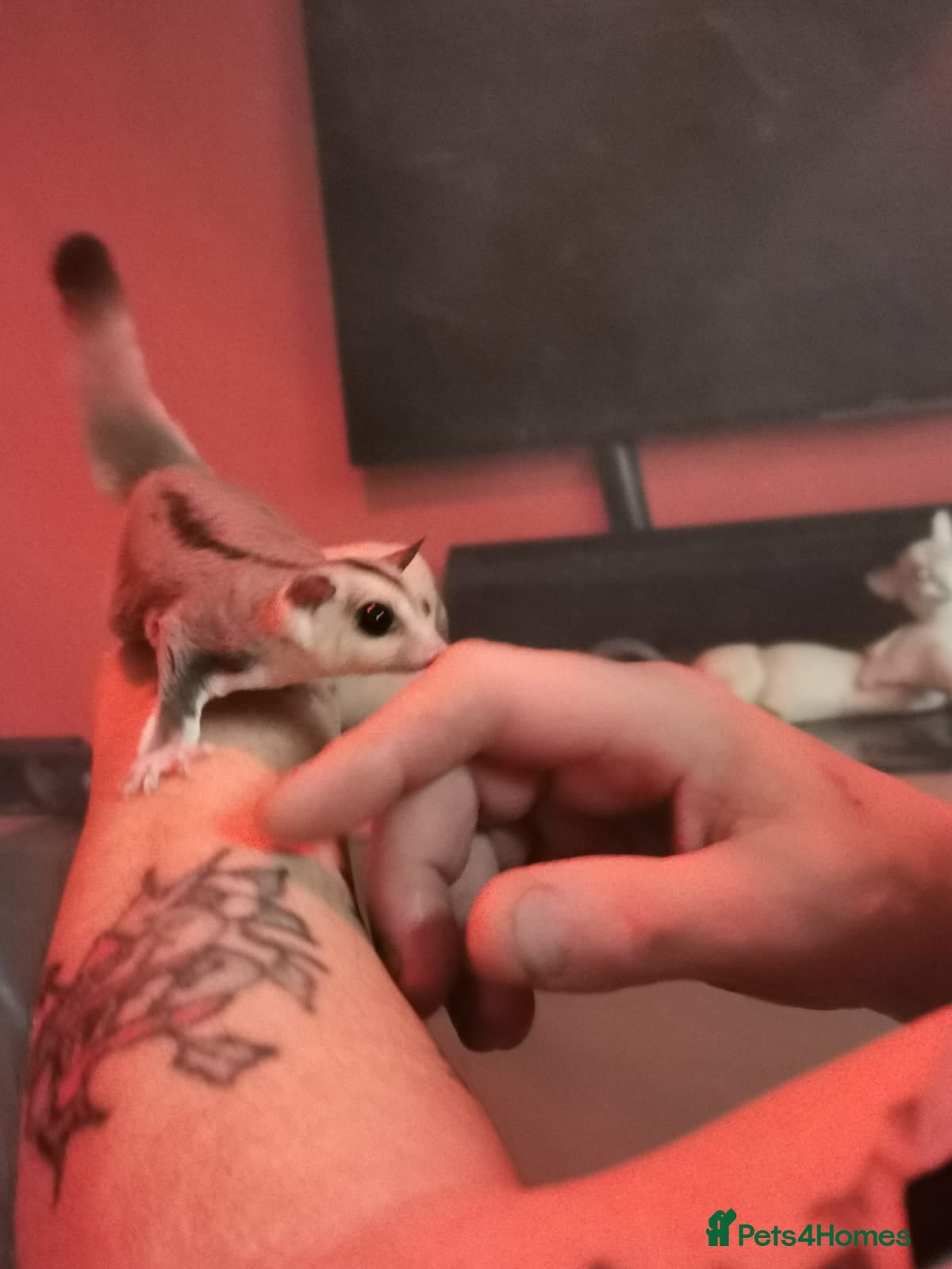 Sugar Glider rodents White face blonde Sugar gliders Male and female  - Advert 4
