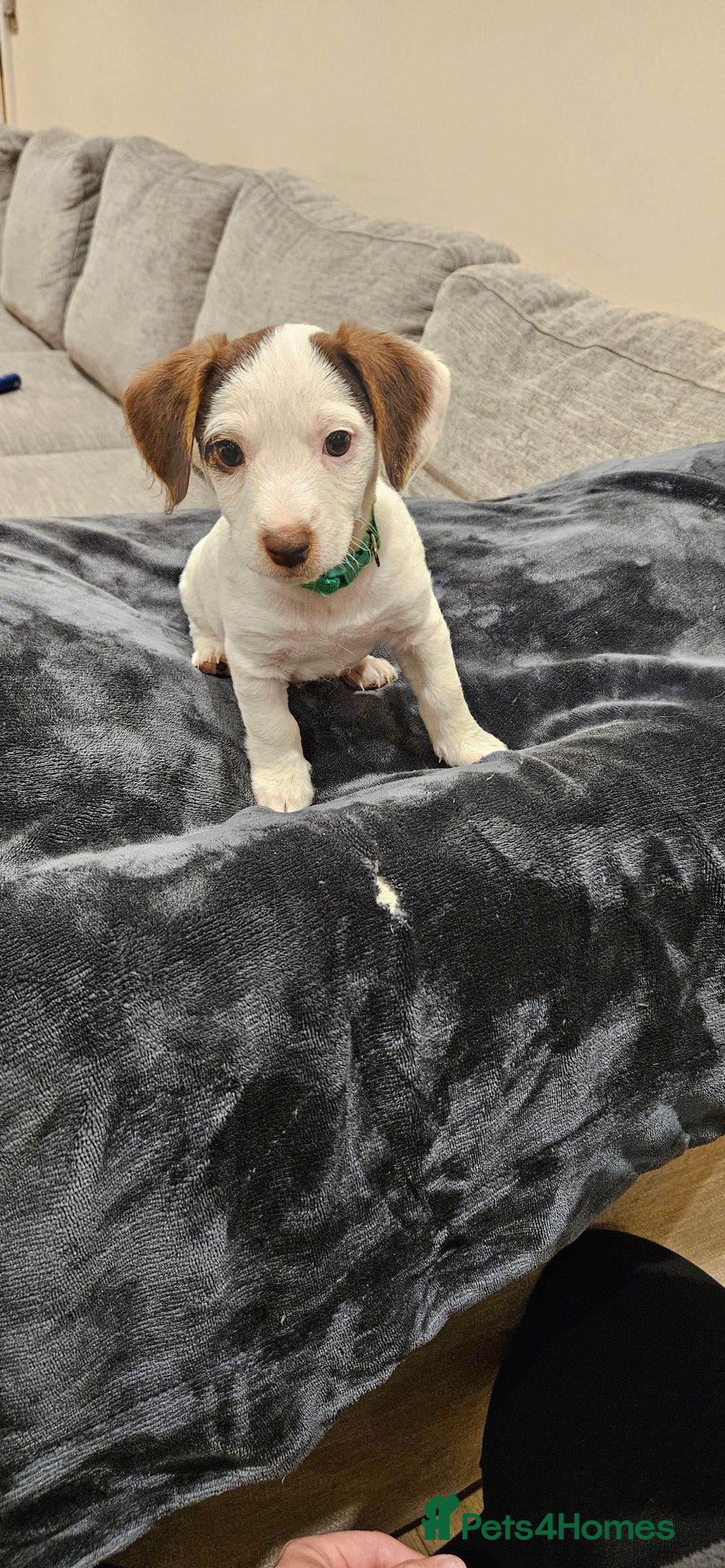 Mixed Breed dogs for sale: Beautiful Jackapoo puppies for sale- Available now - Advert 6