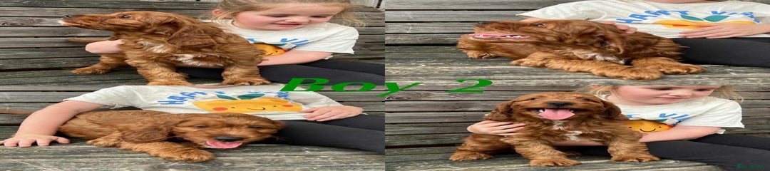 Irish Doodle Puppy 2