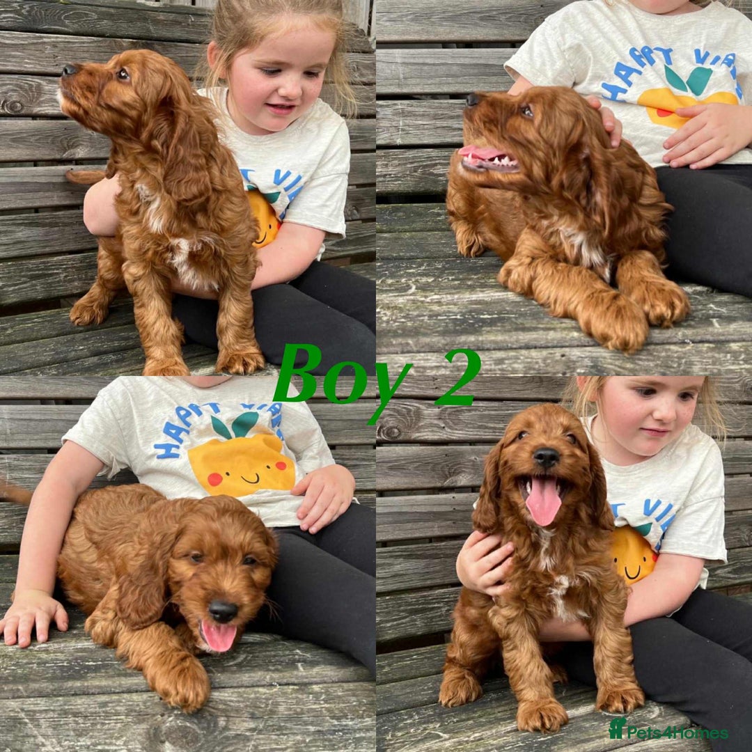Irish Doodle dogs for sale: IRISH DOODLE puppies for sale - Image 5
