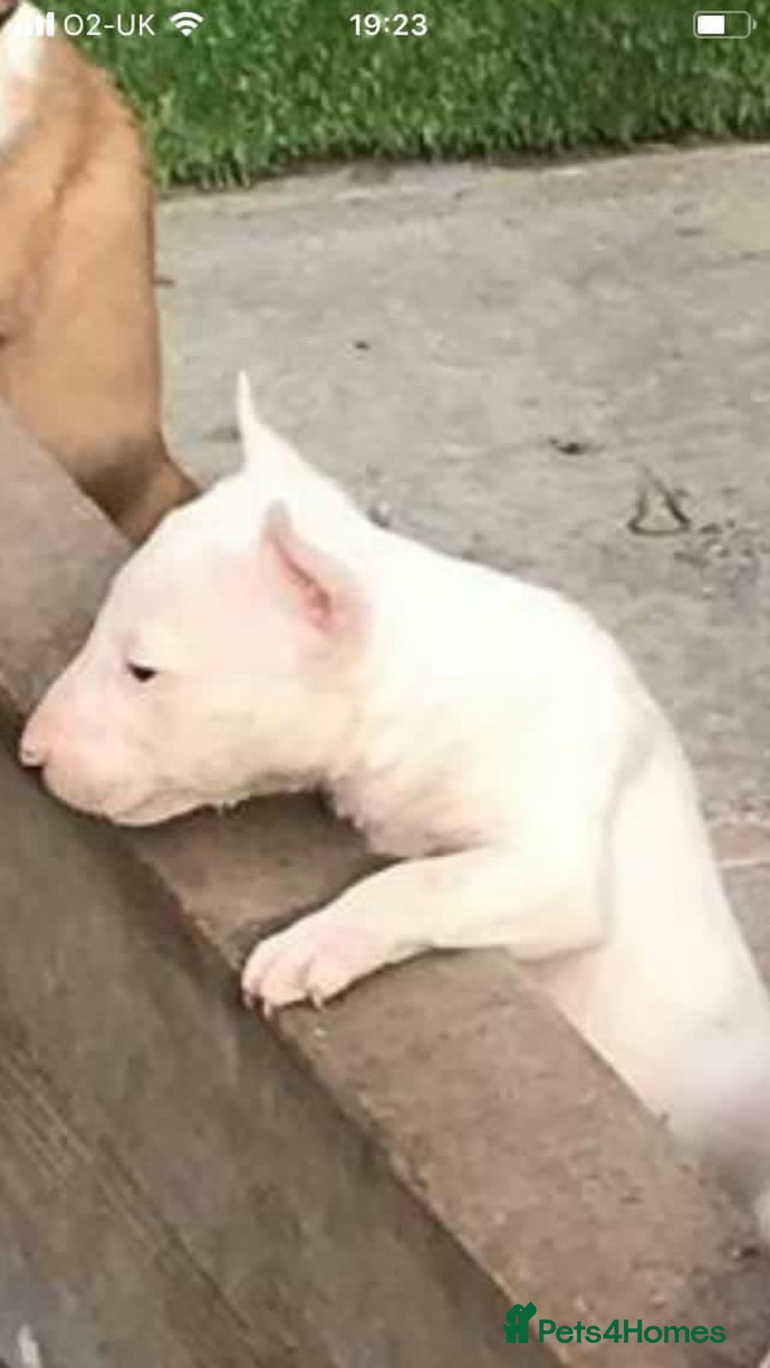 English Bull Terrier dogs for sale: Jayko KC Registered English Bull Terrier - Advert 4