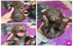 Cockapoo dogs for sale: F1b Cockapoos. Boys & Girls. DNA HEALTH TESTED - Image 11