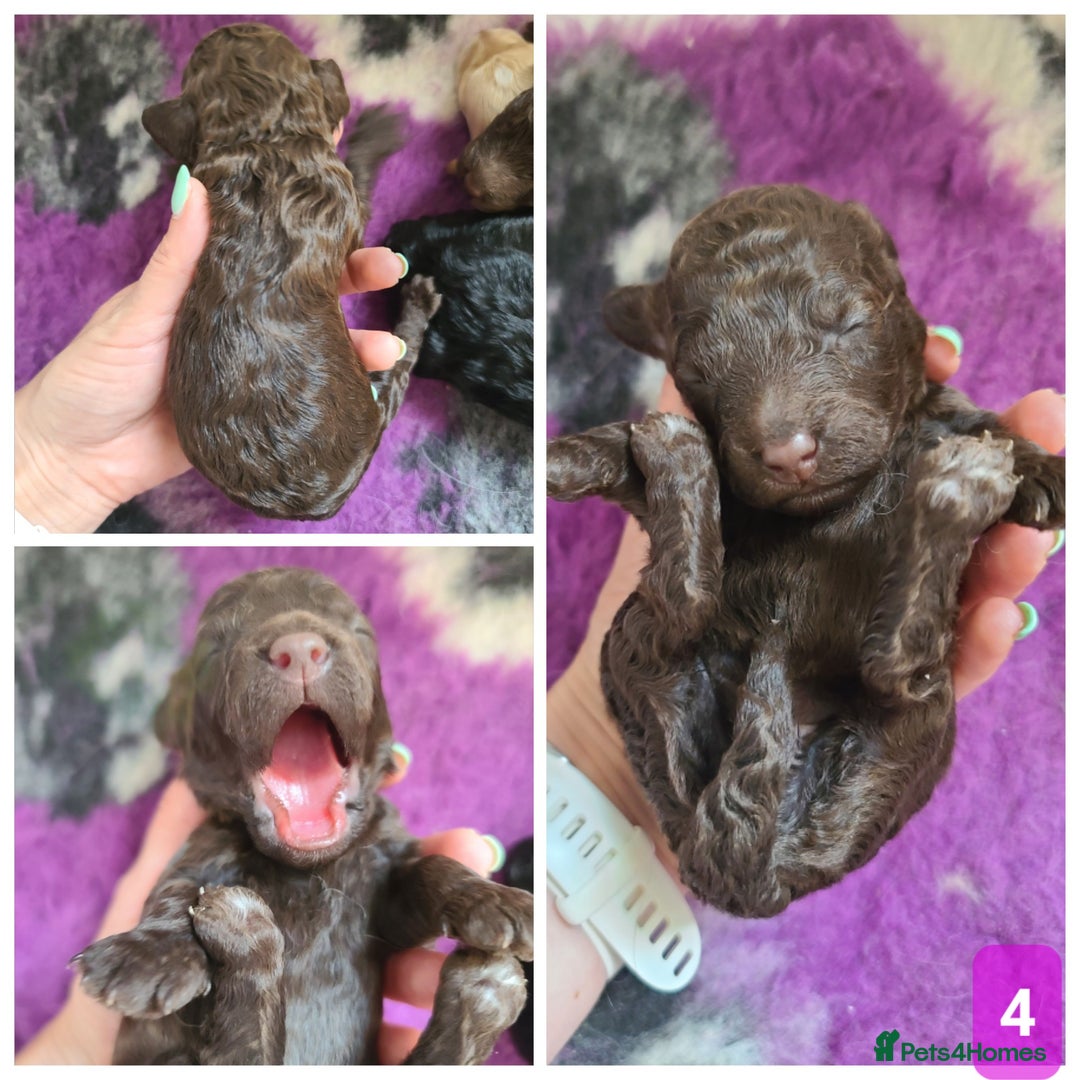 Cockapoo dogs for sale: F1b Cockapoos. Boys & Girls. DNA HEALTH TESTED - Image 11