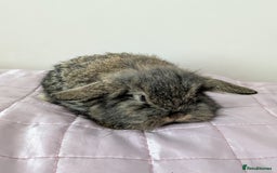 Mini Lop rabbits for sale: Gorgeous Fluffy Purebred Mini Lop bunnies - Image 6
