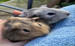 Guinea Pig rodents for sale: Beautiful Bonded Pair Guinea Pigs - Funky - Image 4