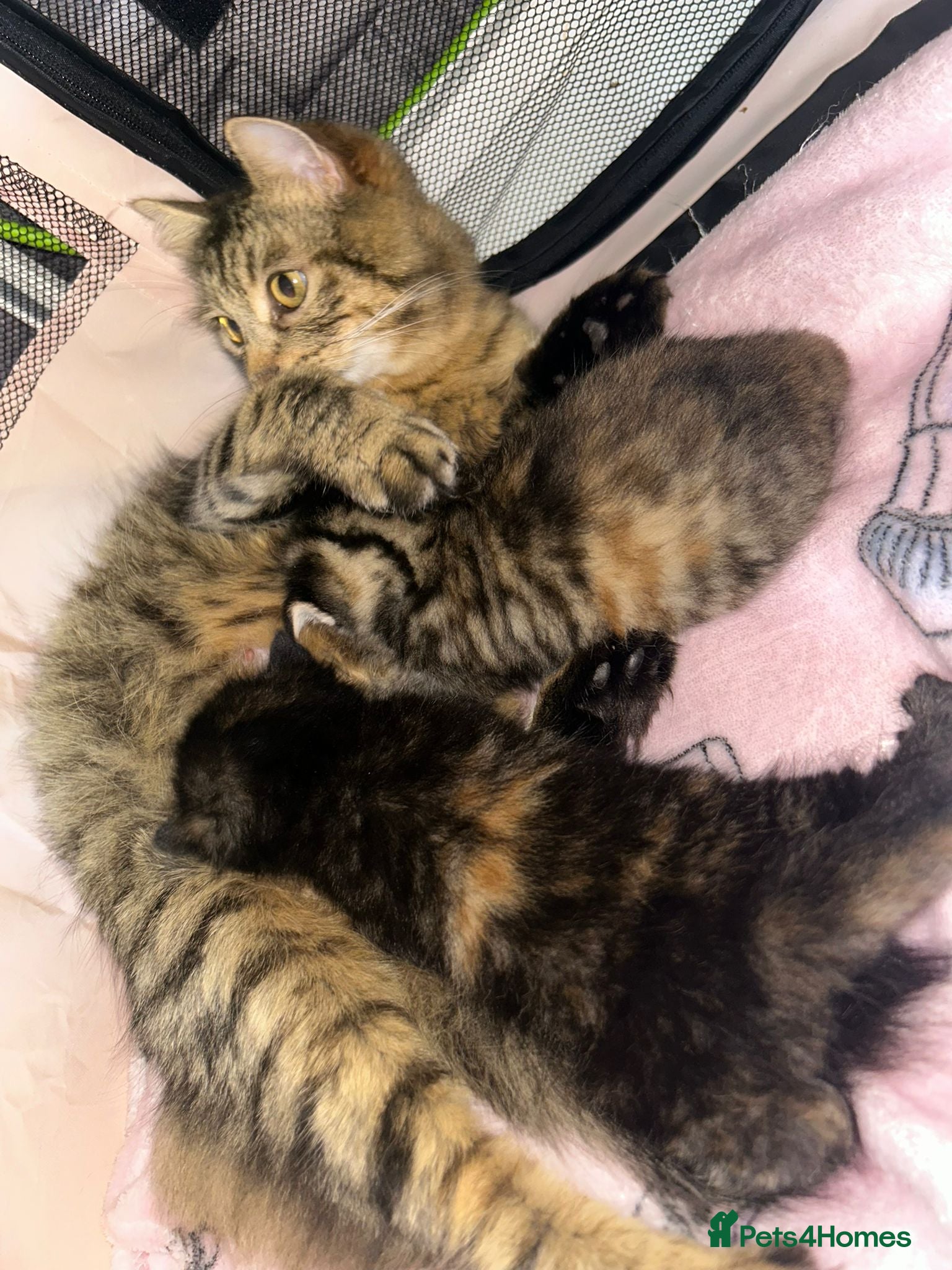 Mixed Breed cats Ragamuffin X ragdoll - Advert 2