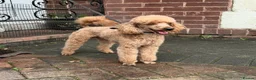 Toy Poodle dogs for stud: KC reg health tested toy poodle studs - Advert 5