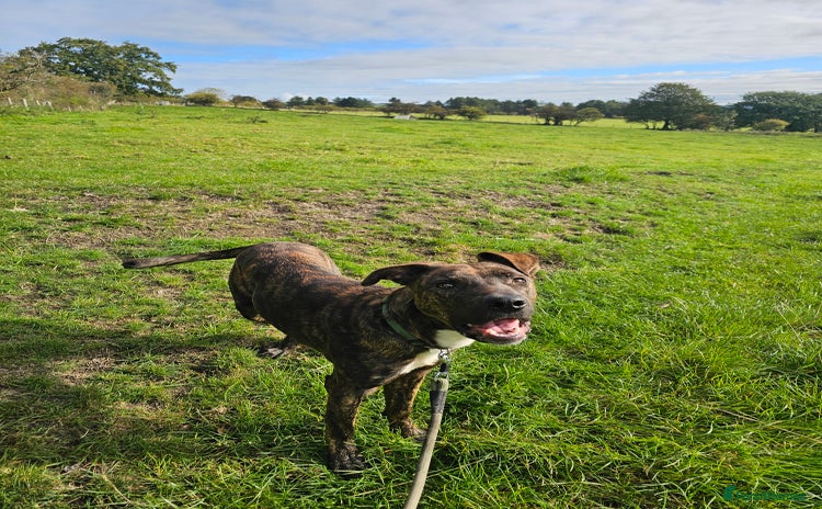 Mixed Breed dogs - Advert 1
