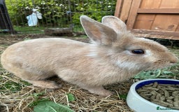 Lionhead rabbits for sale: Beautiful Lionhead rabbit 4 months old girl  - Image 1