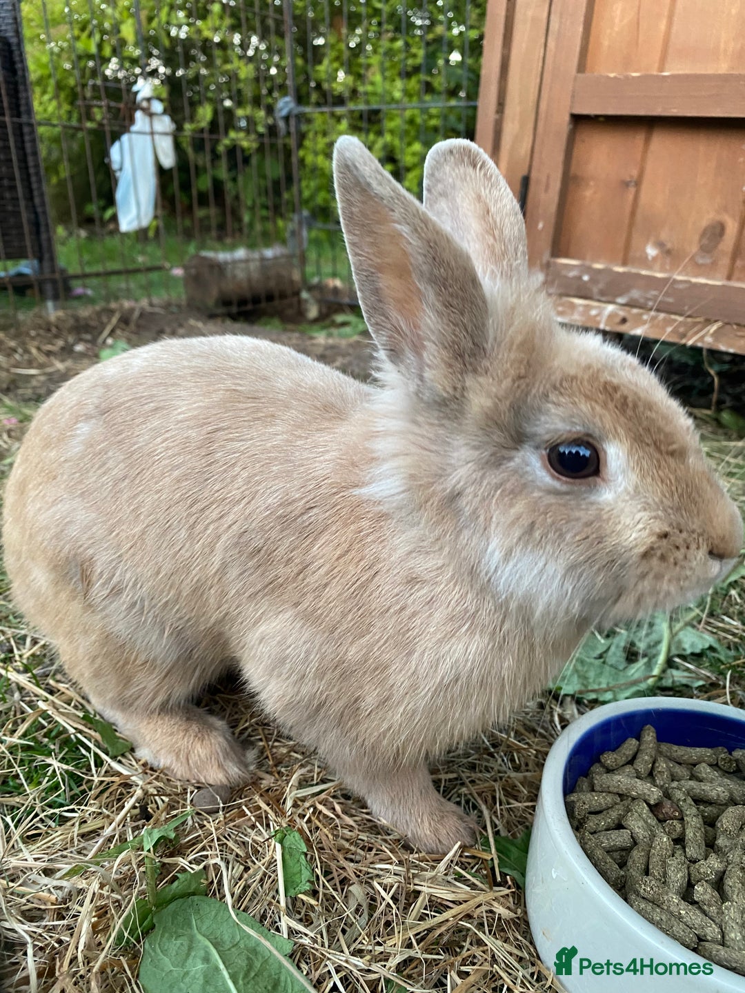Lionhead rabbits for sale: Beautiful Lionhead rabbit 4 months old girl  - Image 1