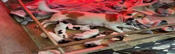 Jack Russell dogs for sale: 1 male puppy READY TO LEAVE - Advert 3
