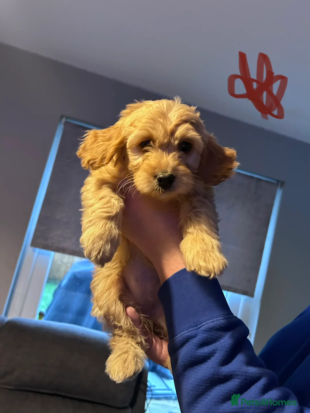 Goldendoodle dogs for sale: 2 girls left. F1 mini Goldendoodles - Advert 10