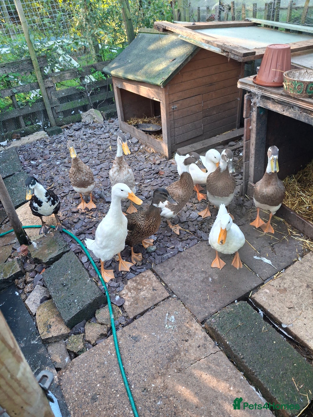 Ducks poultry for sale: Runner ducks - Image 1