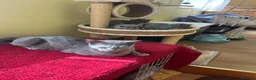 Russian Blue cats for sale: TICA REGISTERED Pure Breed Russian Blue Kittens - Advert 6