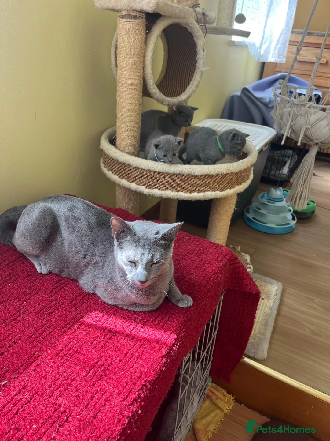 Russian Blue cats for sale: TICA REGISTERED Pure Breed Russian Blue Kittens - Advert 6