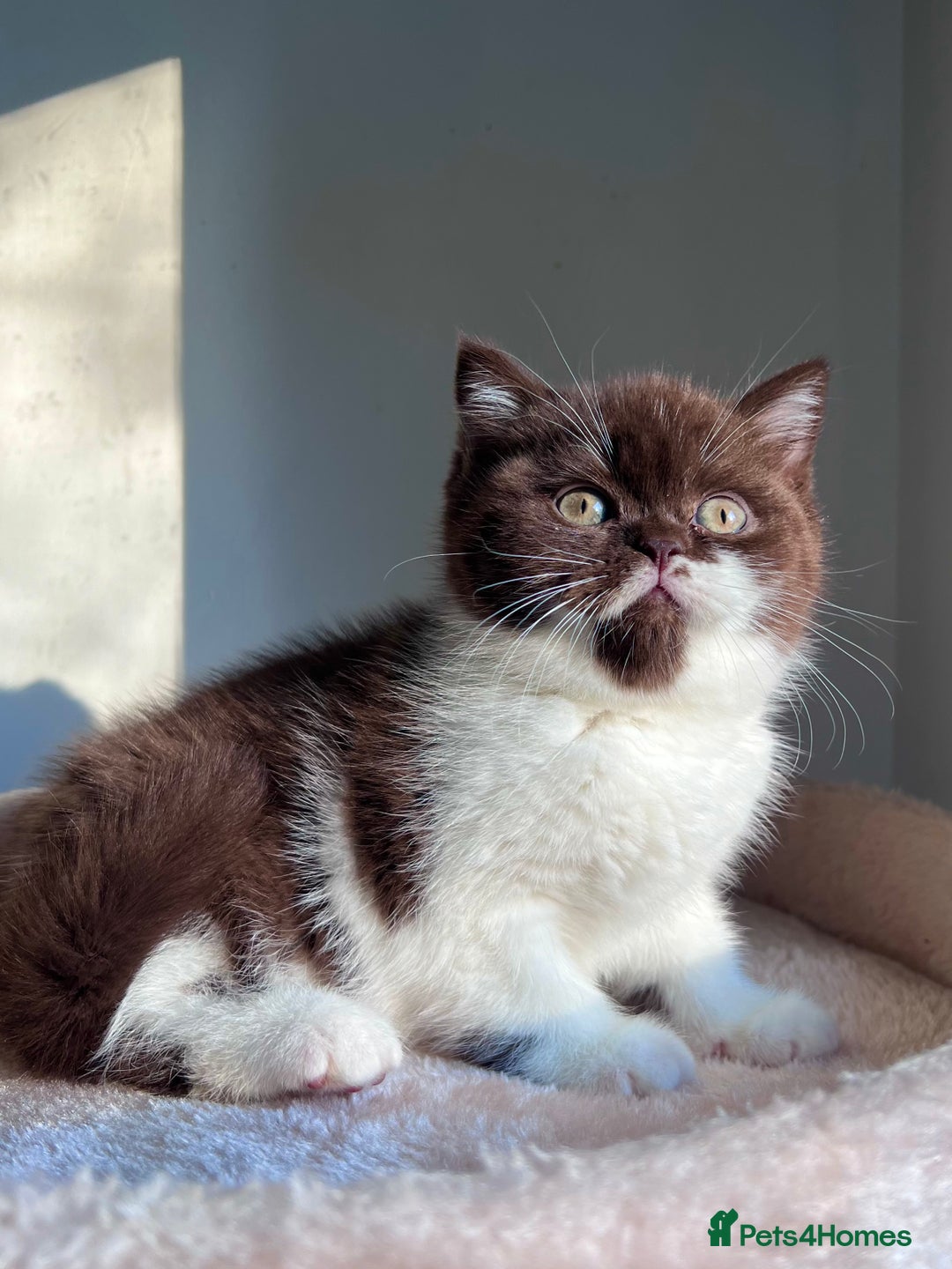 British Shorthair cats for sale: Only one kitten left! Champion lines BSH kittens  - Advert 10