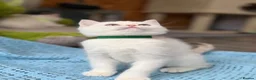 British Shorthair cats for sale: British shorthair adorable golden kittens  - Advert 25