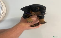 Mixed Breed dogs for sale: 8 beautiful dashaund X Jack Russel puppies  - Image 33